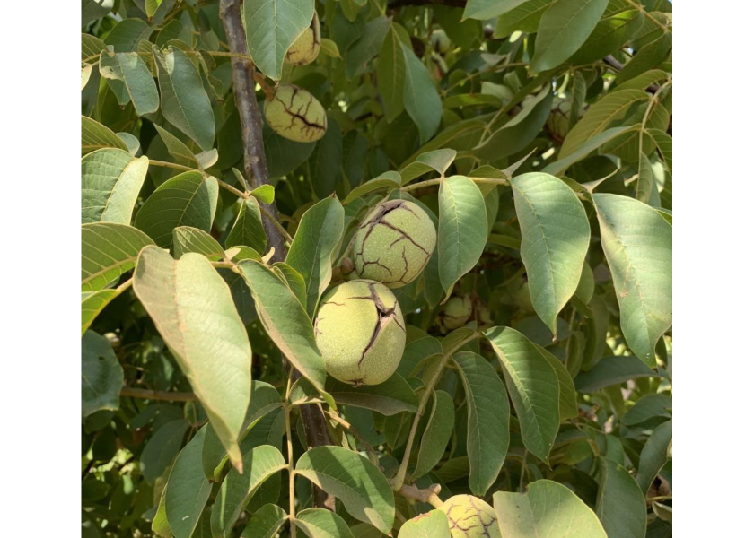 California walnut variety designed with growers in mind The Packer